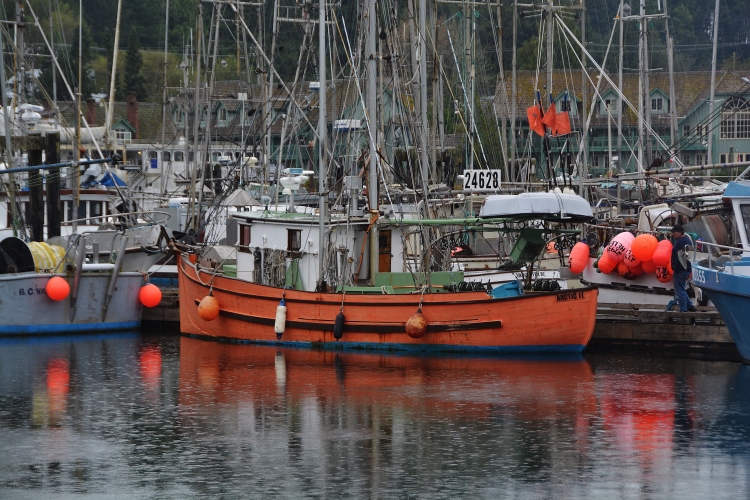 boats in harbor